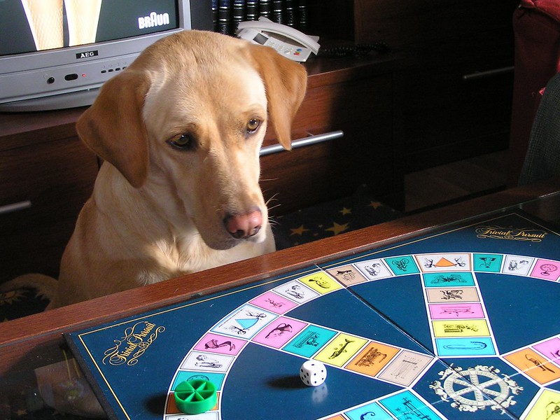 A dog stares at a Trivial Pursuit game board. (Photo by Manuel J. Prieto via Flickr/Creative Commons https://flic.kr/p/3jzU7f)