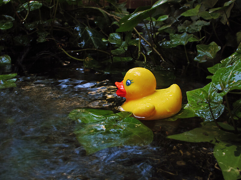 A yellow rubber duck floating in a body of water. (Photo by jacinta lluch valero via Flickr/Creative Commons https://flic.kr/p/gKpWpm)