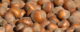 Hazelnuts. (Photo by Lynn Ketchum, Oregon State University via Flickr/Creative Commons https://flic.kr/p/2hodP5g)