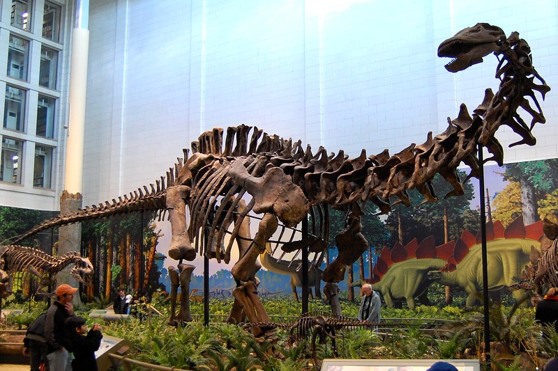 The skeleton of a sauropod on display. (Photo by tadekk via Flickr/Creative Commons https://flic.kr/p/7mmUud)