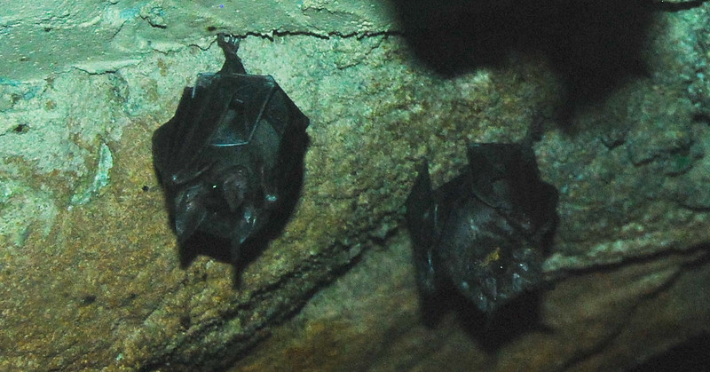 Two vampire bats hang upside down together at the Denver Zoo. (Photo by Robin Kanouse via Flickr/Creative Commons https://flic.kr/p/9kPuhN)