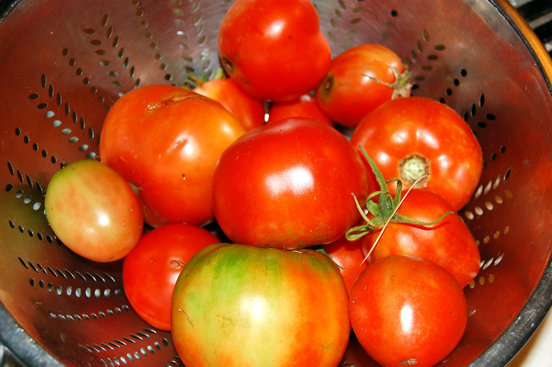 Tomatoes in a colander.