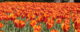 A field of orange tulips, seen at the 2008 Canadian Tulip Festival in Ottawa. (Photo by Alex Pierre via Flickr/Creative Commons https://flic.kr/p/4XpPB2)