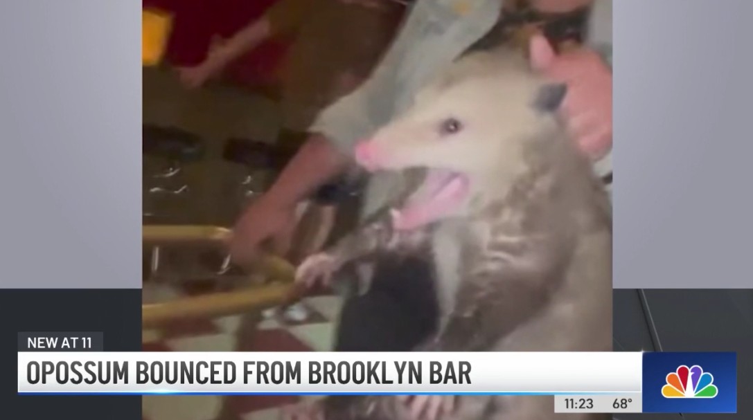 Opossum Bounced From Brooklyn Bar