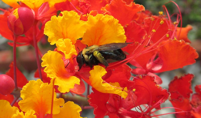 A bumblebee in front of bright yellow and red flowers. (Photo by Robert Karma via Flickr/Creative Commons https://flic.kr/p/oj97W4)