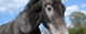 A black, grey and white horse, though not My Buddy Chimo. (Photo by RDV via Flickr/Creative Commons https://flic.kr/p/fhGeP)