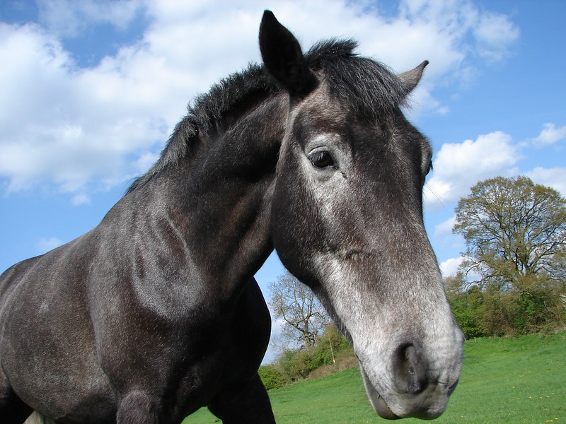 A black, grey and white horse, though not My Buddy Chimo. (Photo by RDV via Flickr/Creative Commons https://flic.kr/p/fhGeP)