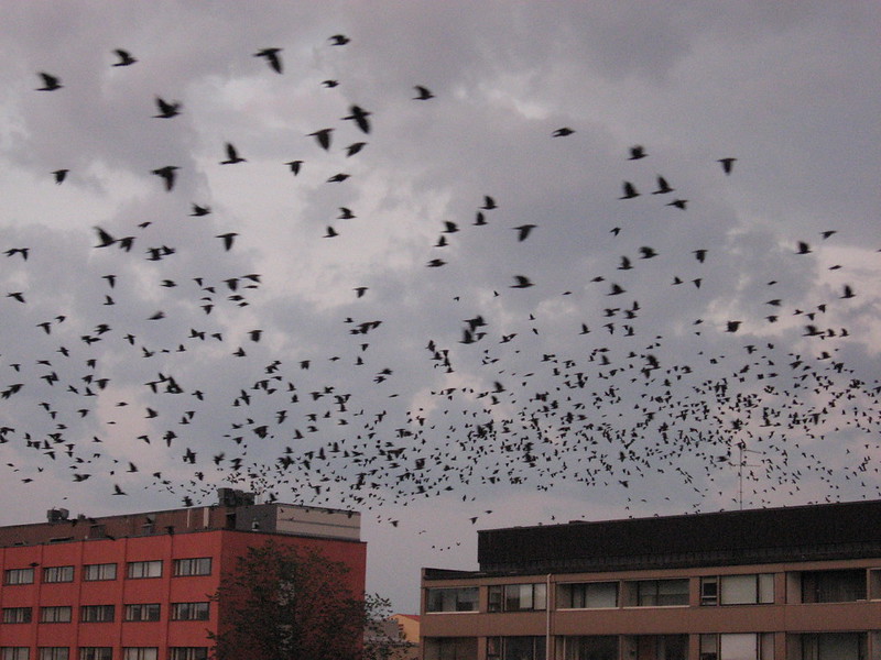 A large number of jackdaws in flight. (Photo by Dag Ågren via Flickr/Creative Commons https://flic.kr/p/k3h9t)
