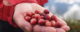 A right hand holding a pile of fresh cranberries. (Photo by Alvar Ruukel via Flickr/Creative Commons https://flic.kr/p/irKvwB)