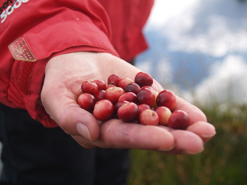 A right hand holding a pile of fresh cranberries. (Photo by Alvar Ruukel via Flickr/Creative Commons https://flic.kr/p/irKvwB)