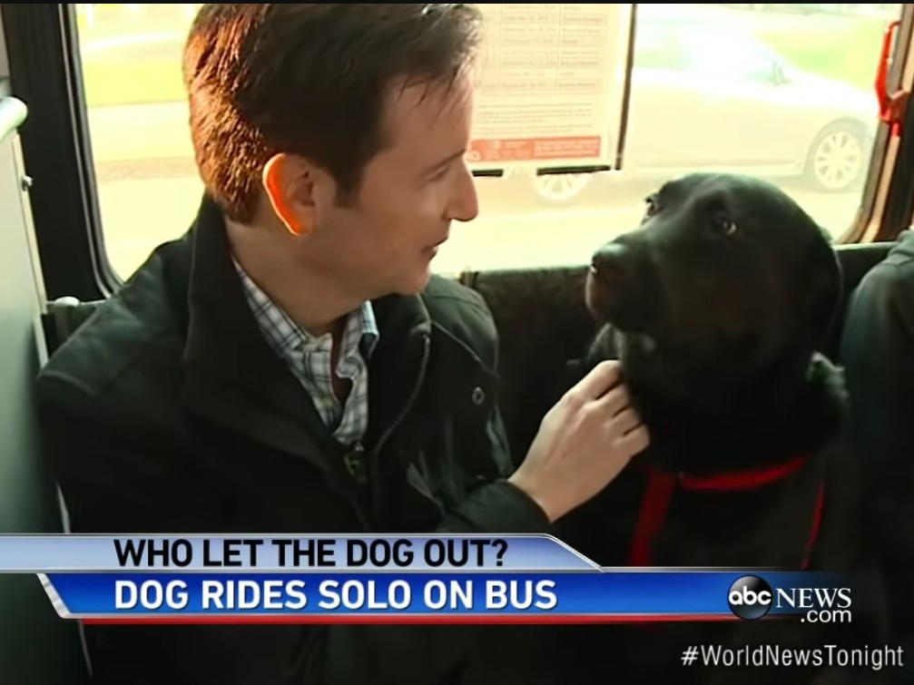 Screenshot of an ABC News story showing Eclipse, a black Lab, riding the bus.