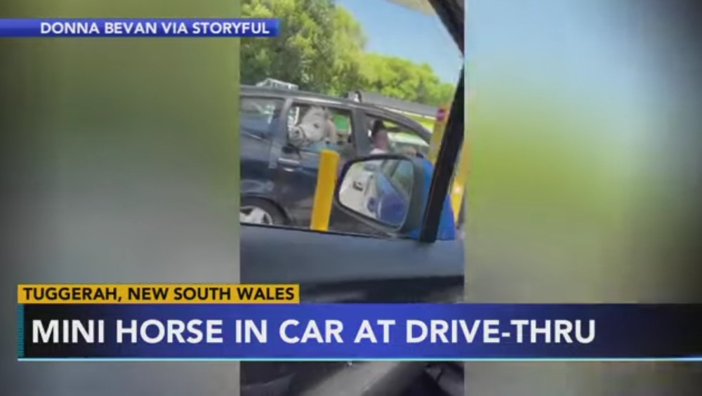 Mini Horse In Car At Drive-Thru