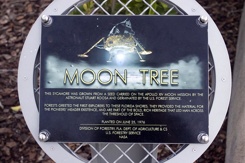 A plaque in Florida reads in part, "This sycamore was grown from a seed carried on the Apollo XIV moon mission by the astronaut Stuart Roosa and germinated by the U.S. Forest Service." (Photo by Sarah via Flickr/Creative Commons https://flic.kr/p/7CmfsN)