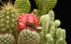 A drone with flapping wings rests on top of a cactus. (Photo via MIT https://news.mit.edu/2023/resilient-bug-sized-robots-wing-damage-0315)