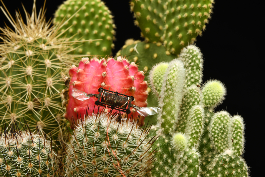 A drone with flapping wings rests on top of a cactus. (Photo via MIT https://news.mit.edu/2023/resilient-bug-sized-robots-wing-damage-0315)
