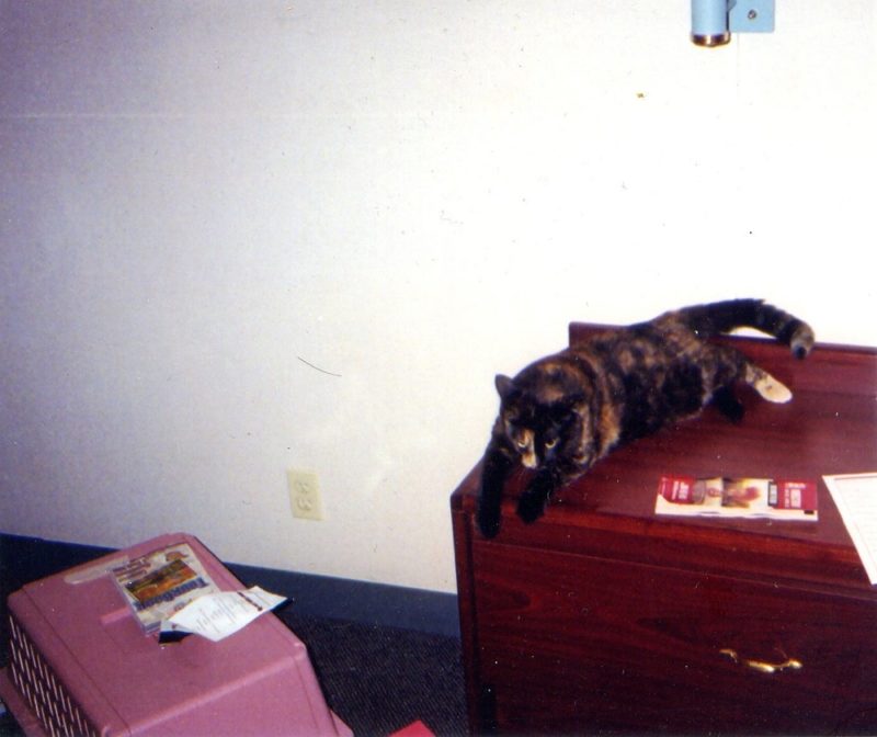Schmooshy the cat sits on a dresser in a hotel room in Ohio.