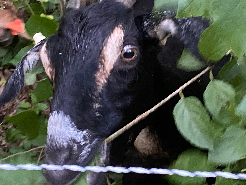 Close-up of a black goat with brown spots