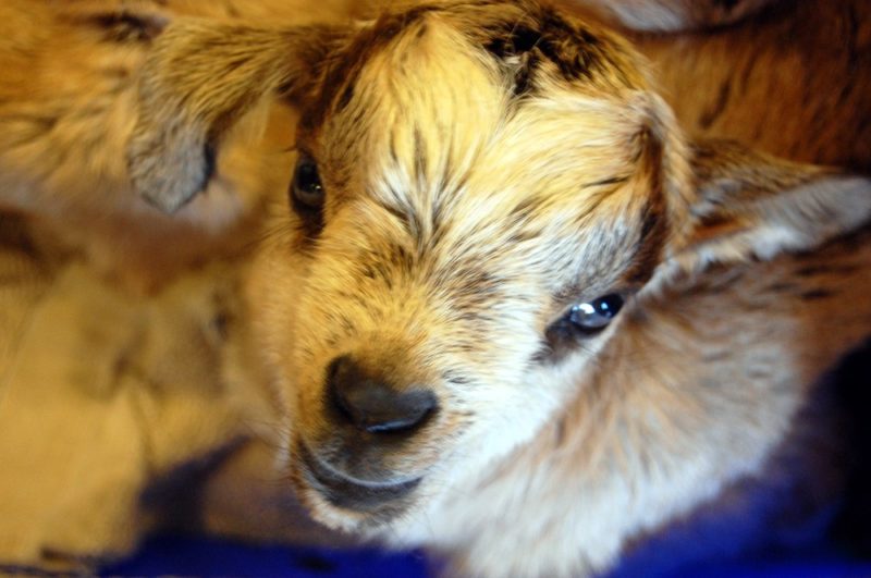 Close-up of a little white baby goat