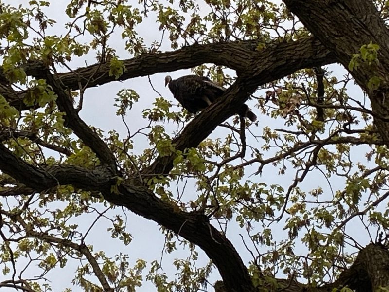 A turkey sitting in a big oak tree