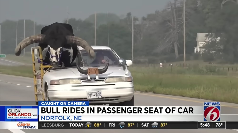 As the chyron suggests, there's a bull riding in the passenger seat of a white sedan. There's a gate on the side of the vehicle, and the right half of the roof and windshield appear to have been cut away.