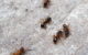 Six ants crawling up a grey rock. (Photo by duncan cumming via Flickr/Creative Commons https://flic.kr/p/5RNEhL)