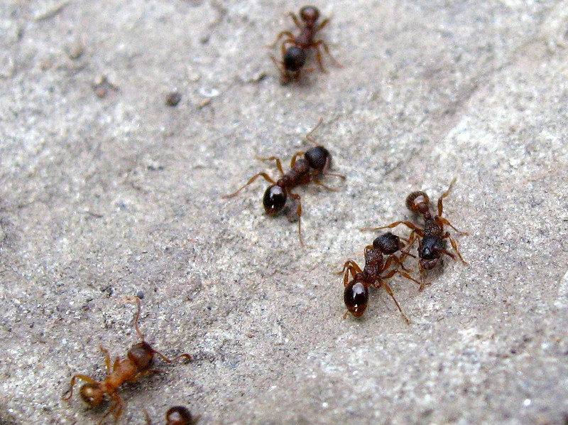 Six ants crawling up a grey rock. (Photo by duncan cumming via Flickr/Creative Commons https://flic.kr/p/5RNEhL)