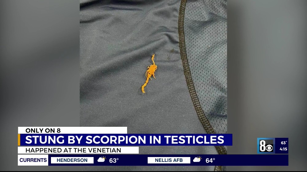 Chyron reads "Stung By Scorpion In Testicles"