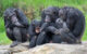 A group of chimpanzees sitting together at Taronga Zoo, Sydney, Australia (not the chimps in the research study). (Photo by Marc Dalmulder via Flickr/Creative Commons https://flic.kr/p/2iouDYq)