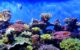 Coral reef at Scrips Birch Aquarium in La Jolla, California, 2012. (Photo by Greg Goebel via Flickr/Creative Commons https://flic.kr/p/dKqKin)