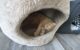 An orange tabby cat sleeps inside a little cat house at the Happy Cat Cafe in Grand Rapids, Michigan.