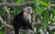 A capuchin monkey on a tree branch. (Photo by Amaury Laporte pix.alaporte.net via Flickr/Creative Commons https://flic.kr/p/t6dZ8S)