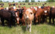 A large number of cows in a green field. (Photo by Rockin'Rita via Flickr/Creative Commons https://flic.kr/p/TFdZ8Y)