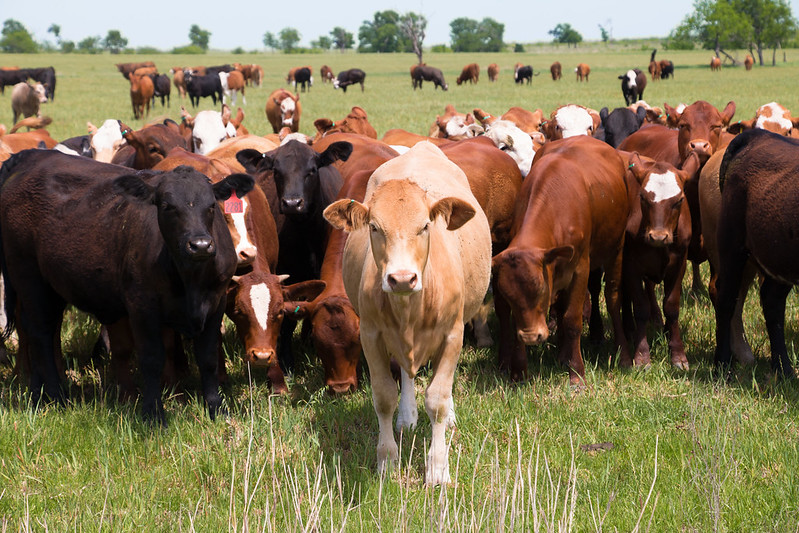 A large number of cows in a green field. (Photo by Rockin'Rita via Flickr/Creative Commons https://flic.kr/p/TFdZ8Y)