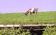 A goat on the grass roof of Al Johnson's Swedish Restaurant in Sister Bay, Wisconsin. Photo by ron.heasley via Flickr/Creative Commons https://flic.kr/p/35p9Mx