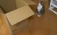 Maru the cat looks at a large cardboard box. Screenshot by mugumogu https://www.youtube.com/watch?v=xdhLQCYQ-nQ