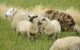 Sheep in a field in Wales. Photo by Christopher Jones via Flickr/Creative Commons https://flic.kr/p/4vEees